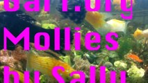 Saltwater mollies for algae control in reef aquariums
