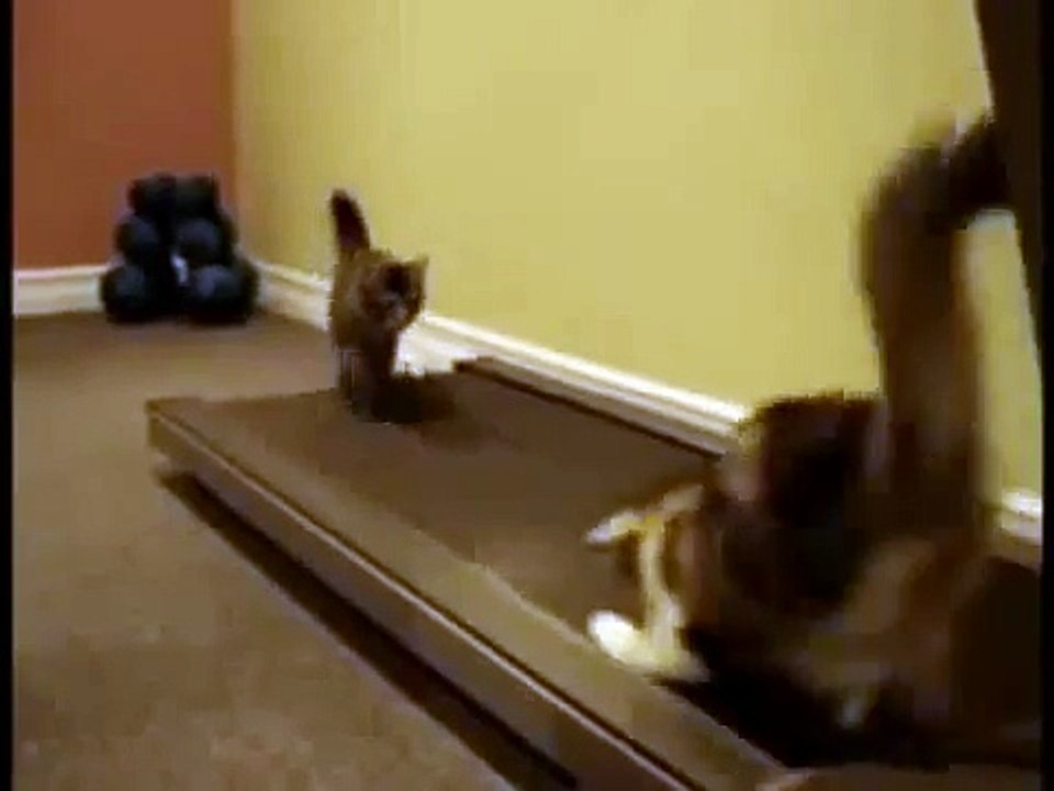 Katze auf Laufband - Lustige Katzen