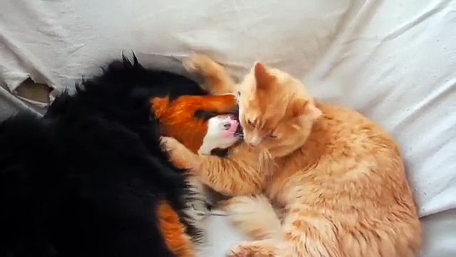 Heart-warming dog and cat friendship