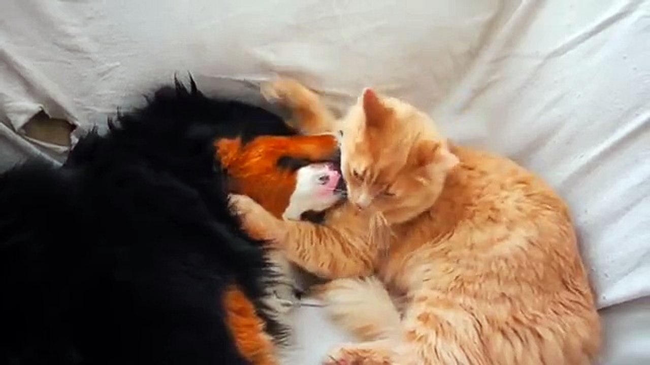 Heart-warming dog and cat friendship