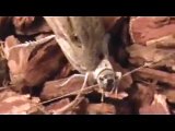 Alligator Lizards Feeding on Various Insects