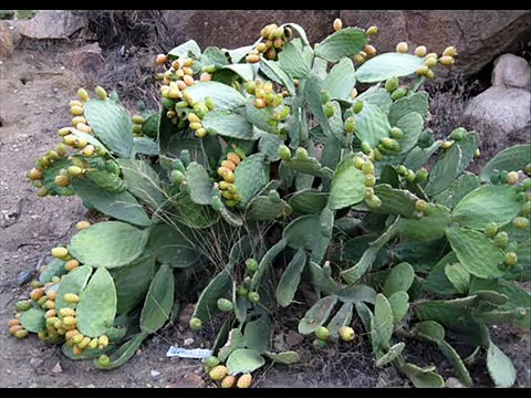 ميسان بني الحارث