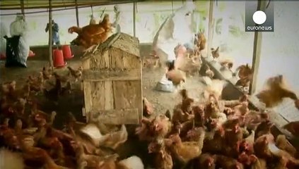 Elfenbeinküste: Weitere Ausbreitung der Vogelgrippe befürchtet