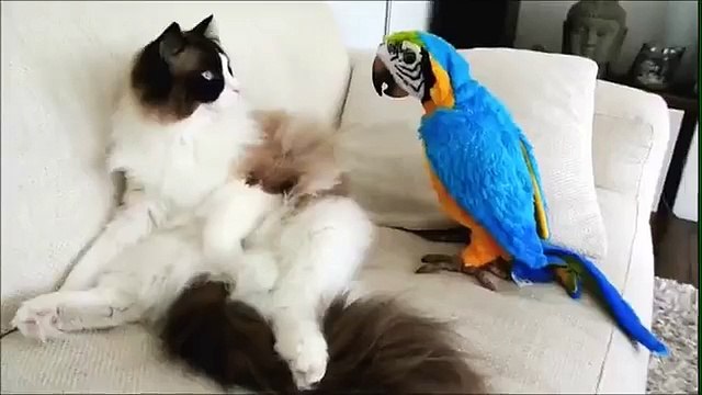 Ragdoll cat meets a parrot for the first time