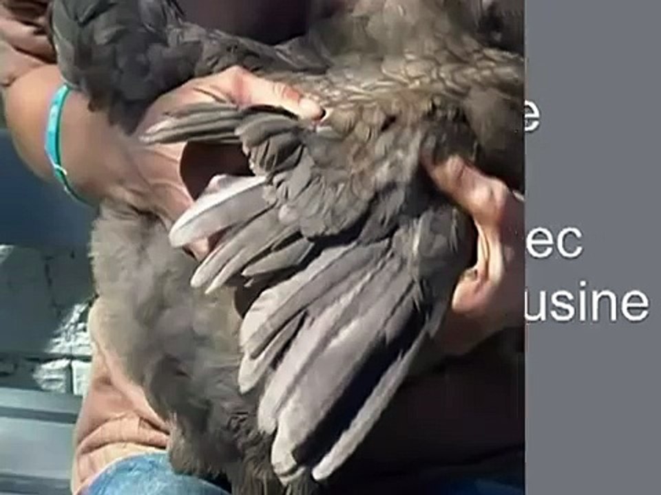 Comment couper l'aile d'une poule