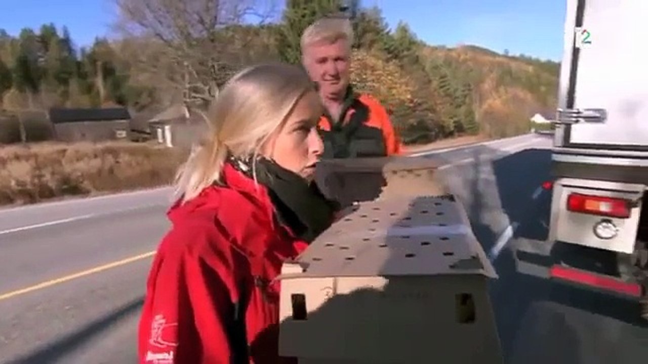 Industrikylling - om kyllingoppdrett (Matagentene, TV2)