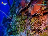 Mares e Oceanos - Ilha de Roatán (Honduras) - RTP2