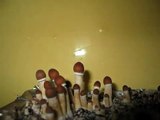 Psilocybe cubensis  shrooms mushrooms  