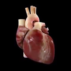 Beating Heart Animation