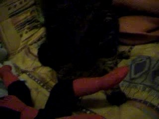 Ozzy kiffe spiderman