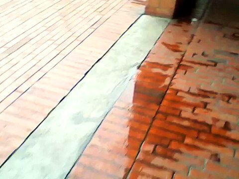 Documental humanos animales (parte 2)