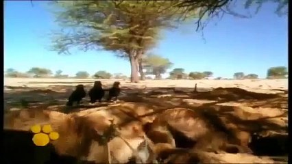 Los suricatos Suricata Documental Animal Low