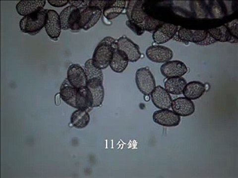 germinating pollen grains (pollen tube)
