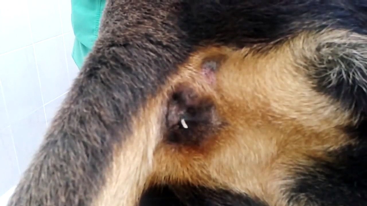 Dipylidium caninum proglottid