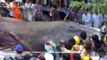 Video Tenebroso | Monstruosa criatura gigante causa terror en Camboya