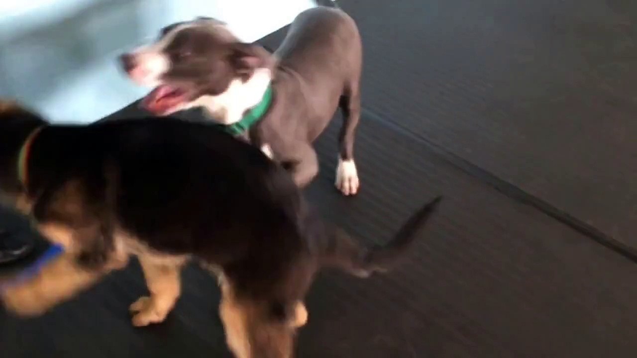 Puppy Play in Group Classes
