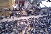 Feeding, Playing & Flying Pigeons at Marine Drive Queens Necklace Mumbai India 2014