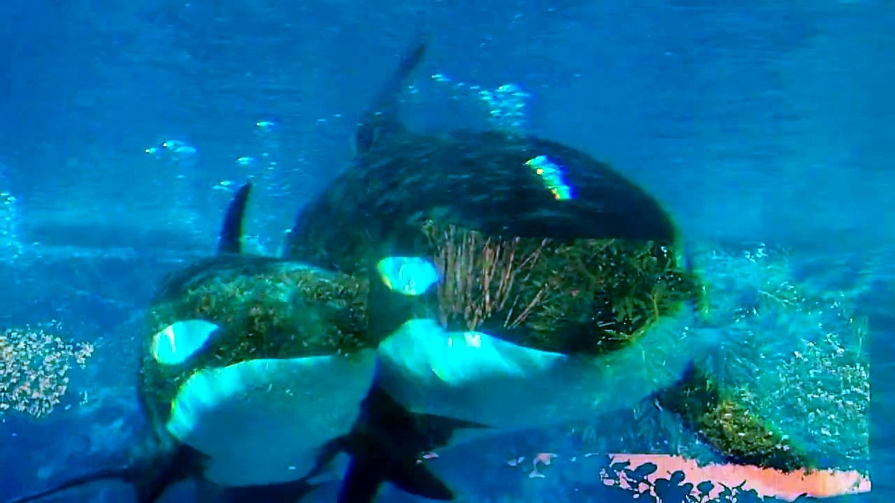 KILLER WHALE ORCA MOTHER Kalina & BABY Malia AT SEAWORLD ORLANDO FLORIDA PART 1 OF 4 SEA WORLD SHAMU