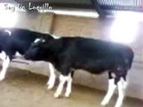 Toro quiere pisar a una vaca pero mira lo que paso | Toro wants to step on a cow but...