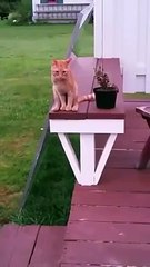 Скачать видео: Ce chat s'assied comme les humains hahaha