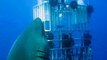 Meet Deep Blue the biggest white shark ever filmed!