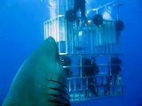 Meet Deep Blue the biggest white shark ever filmed!