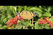 Butterfly vs Hornet - Slow Motion Insects