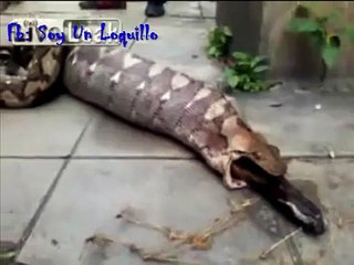 VIDEO IMPRESIONANTE: Serpiente vomita un perro entero | AWESOME VIDEO: Snake vomits whole dog