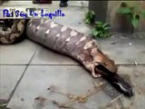 VIDEO IMPRESIONANTE: Serpiente vomita un perro entero | AWESOME VIDEO: Snake vomits whole dog