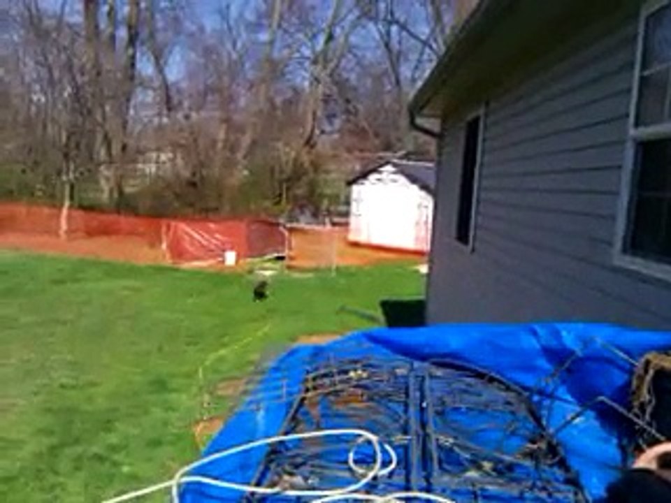 Chickens being loud