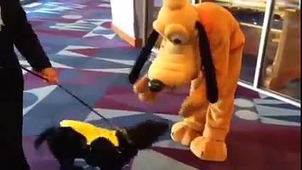 Cão-guia fica feliz ao encontrar o Pluto na Disney