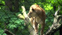 Burgers Zoo. Dieren