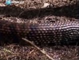 Serpente Boca de Algodão, 8º dos 12 animais mais perigosos da América do Norte