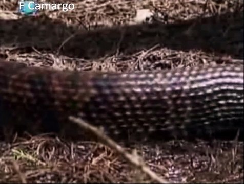 Serpente Boca de Algodão, 8º dos 12 animais mais perigosos da América do Norte