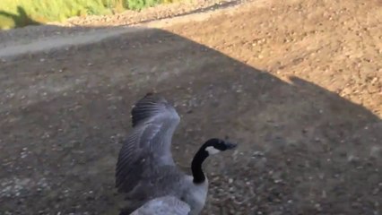 Une oie suit un camion jusqu'à son plan d'eau !