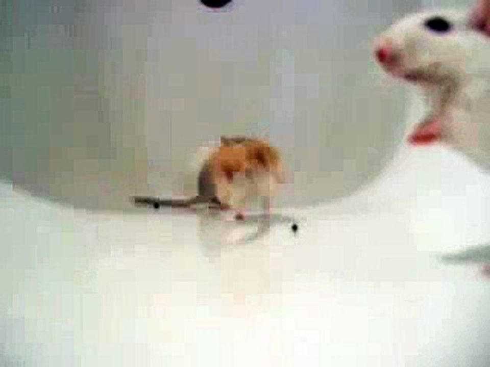 gerbils in the bath