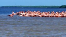 Los flamingos rosados de Ria Celestún Merida Yucatan