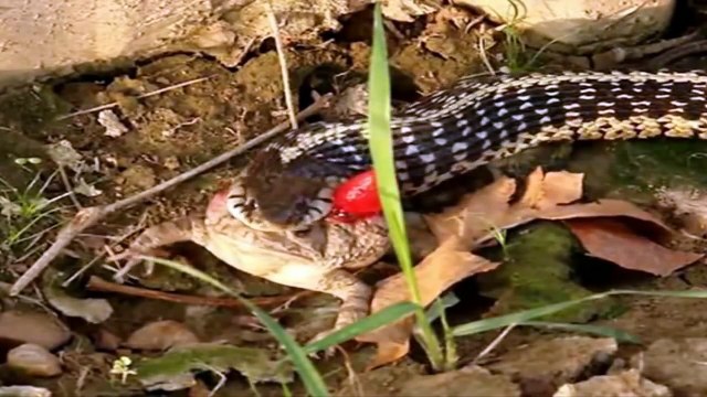 Amazing small snake try to eat big frog