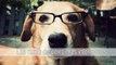 Las razas de perro más inteligentes
