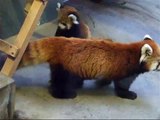 レッサーパンダ赤ちゃん屋内の様子３☆円山動物園レッサーパンダ