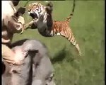 نمر هائج يهاجم صيادين