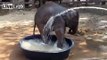 Baby elephant having a playful bath !!! Documentary Animal and Nature