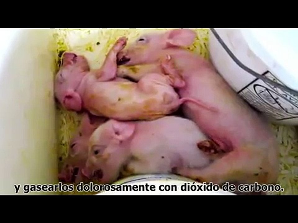 Farm to Fridge (De la granja a la nevera) - Subtitulado en español