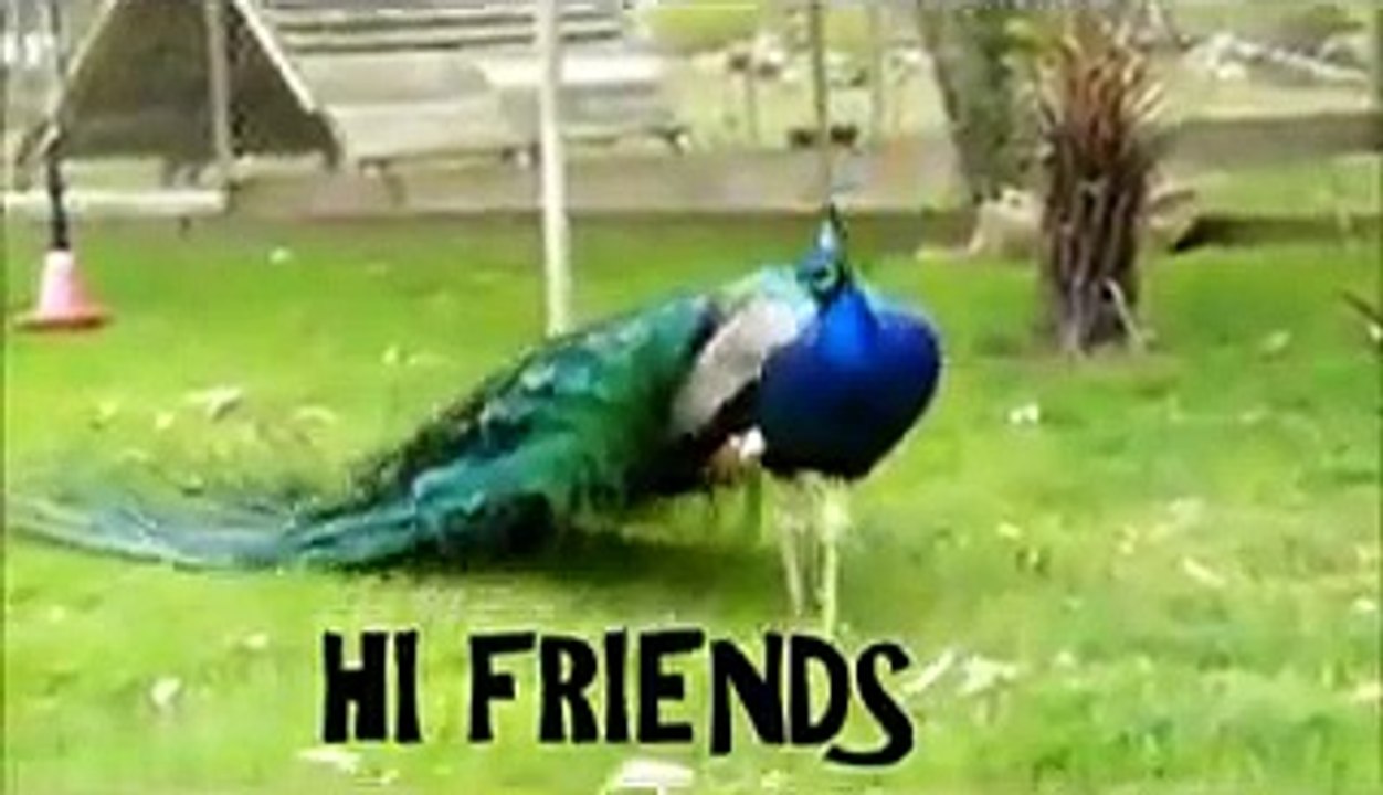 peacock dance on celebrity