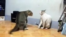 Kedilerin İlginç Kavgası