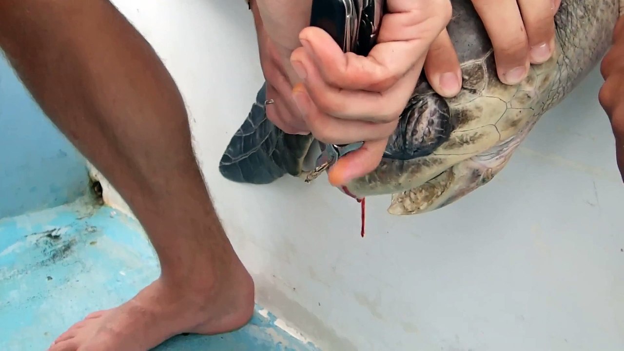 Il enlève une paille de la narine d'une Tortue de Mer au Costa Rica
