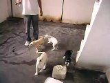 filhotes de pastor alemão branco com labrador