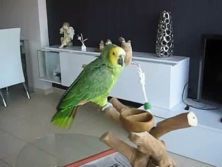 Mi loro amazonas aestiva hablando