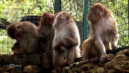 Die Story - Was passiert wirklich mit Elefant, Tiger & Co.