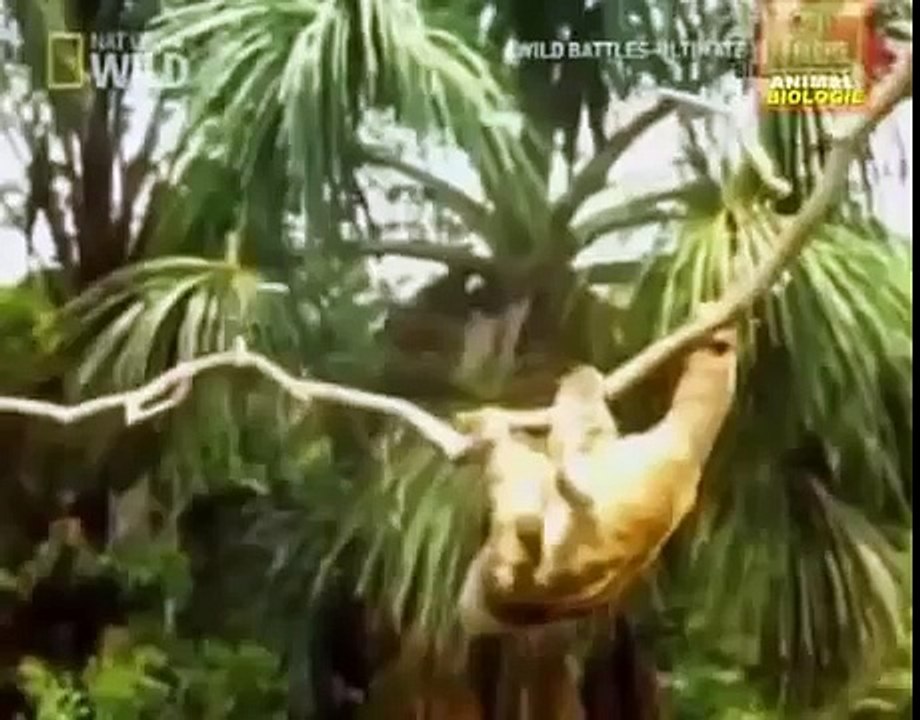 Águila ataca a un perezoso